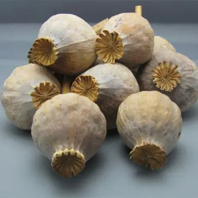 Large poppy Buds